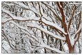 _5SB9611 snowy branches 2